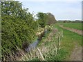 River Tern south of Blackbrook