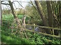 River Tern upstream of Willoughbridge