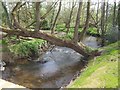 River Tern downstream of Norton in Hales