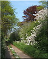 Track close to Coddenham village