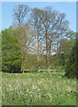 Trees near Coddenham House