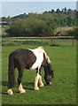 Horse grazing near the old Coddenham road