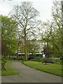 Tree and tram