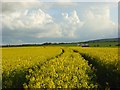 Oil-seed rape, Woodcote