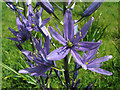 Wild hyacinths (Camassia) - detail