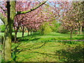 Cherry Blossom Trees