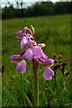 Pink Orchis morio