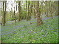 A Carpet of Bluebells in Calder Vale Woods.