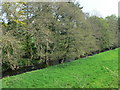 The River Clwyd at Pandy