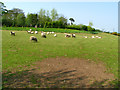 Sheep off the Ballycoan Road