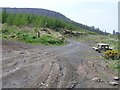 Binevenagh Forest