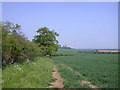 Hedgerow and public footpath