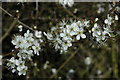 SO9043 : Hawthorn blossom, Defford by Philip Halling