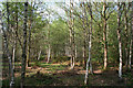 Birches in Twemlows Big Wood