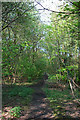 Woodland path, Twemlows Big Wood