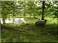 Penton Mewsey - Sheep By The Pond