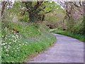 Bluebells and campion on a bank: Park Ford, Spittal