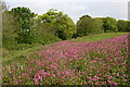 SX4453 : A Riot of Red Campion by Tony Atkin