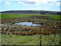 Small Pond Near Overhouse