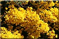 Whin (Ulex europaeus)