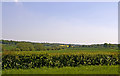 Farmland, Stagg Hill, Hertfordshire