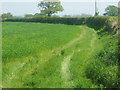 Footpath and field boundary