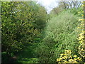 Overgrown railway cutting