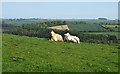 Cattle at Tutwell