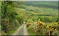 Lane, Glenshesk near Ballycastle