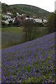 Bluebells and North Malvern