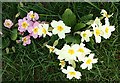 Primrose (Primula vulgaris)