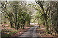 Road through Woodland