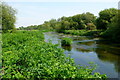 Frome downstream of Lewell Mill bridge