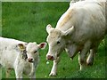 Charolais cow and calf, The Fox