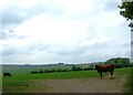 Farmland, Cherry Lodge Farm