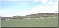 Grazing sheep north of the Bethel-Trefdraeth lane