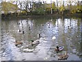 Oswaldtwistle Mill Pond