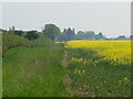 Field and Hedgerow