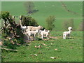 Maerdy sheep