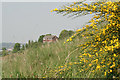 Broom in bloom