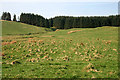 Rough grazing near Tanlawhill Cottages