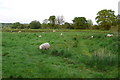 Sheep on the Moors East Burton