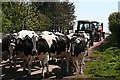 NO8575 : Herding Cattle, 21st Century Style by Anne Burgess