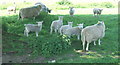 Sheep and lambs in a shady spot near Lodge Farm