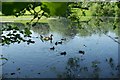 Ducks on Lake at Bickam House