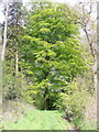 Track through wood at Twizell Mill