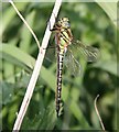 TL7085 : Hairy Dragonfly (Brachtyron pratense) by Hugh Venables