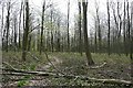 Footpath in Rag Copse