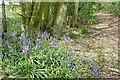 Bluebells on the footpath