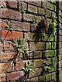 Spleenwort by the Mill Stream